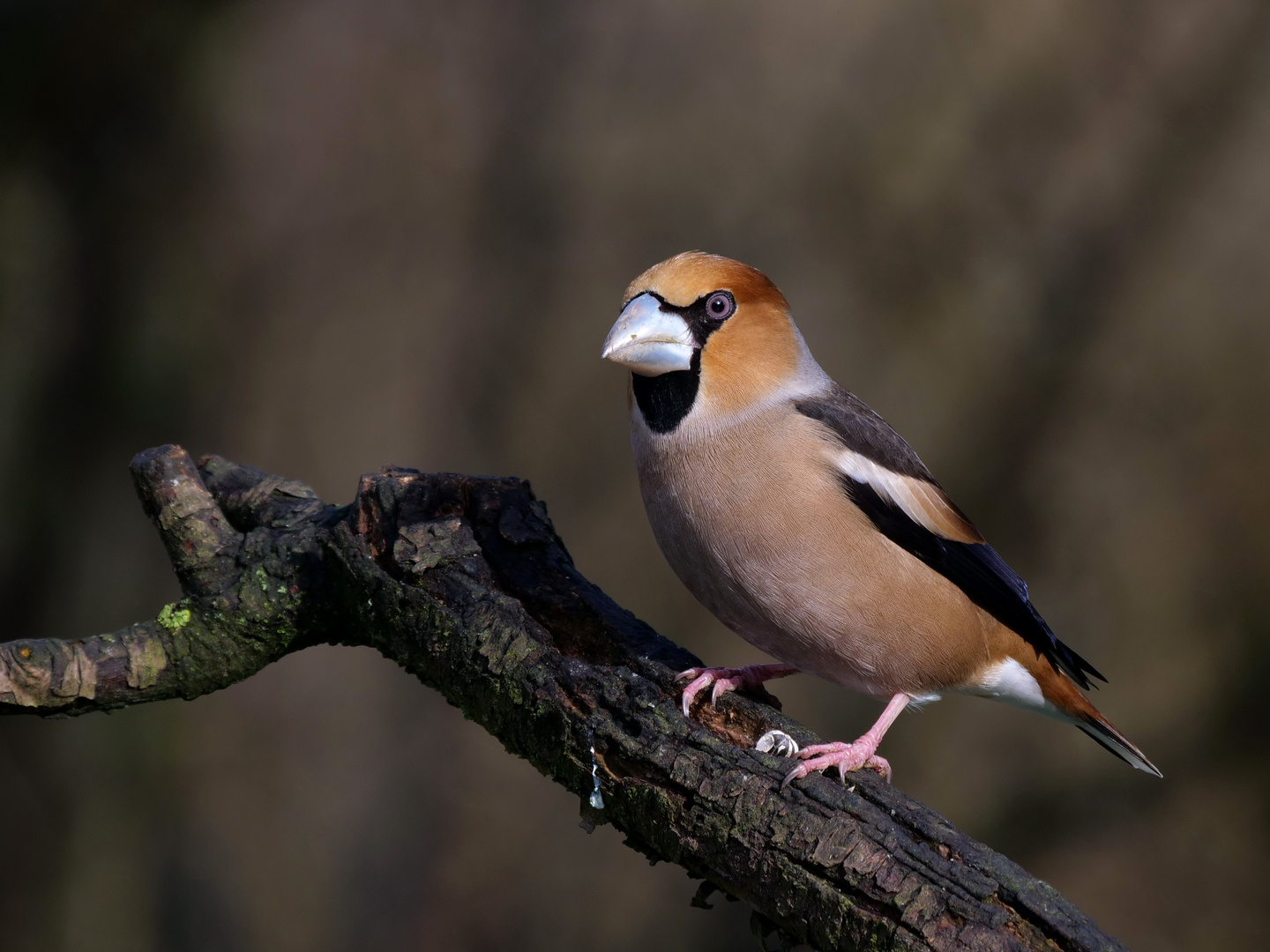 Kernbeißer (Coccothraustes coccothraustes)