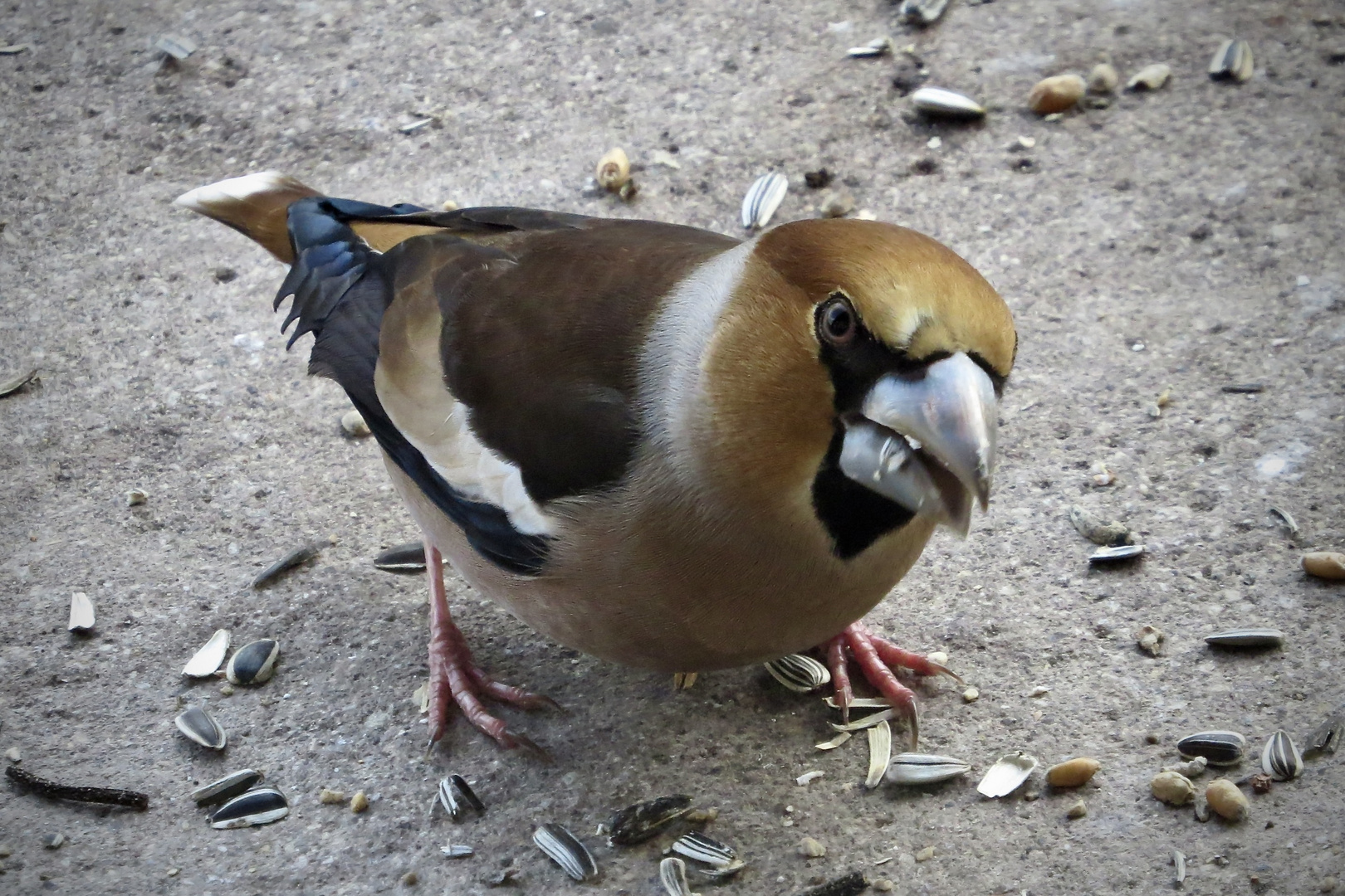 Kernbeißer (Coccothraustes coccothraustes)