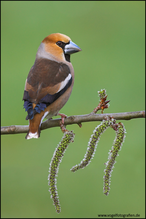 Kernbeißer (Coccothraustes coccothraustes)