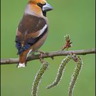 Kernbeißer (Coccothraustes coccothraustes)