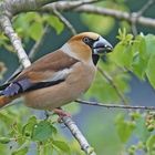 Kernbeisser (Coccothraustes coccothraustes)