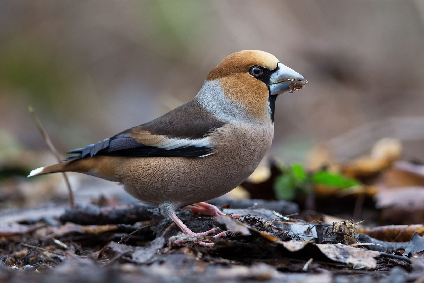 Kernbeißer - Coccothraustes coccothraustes