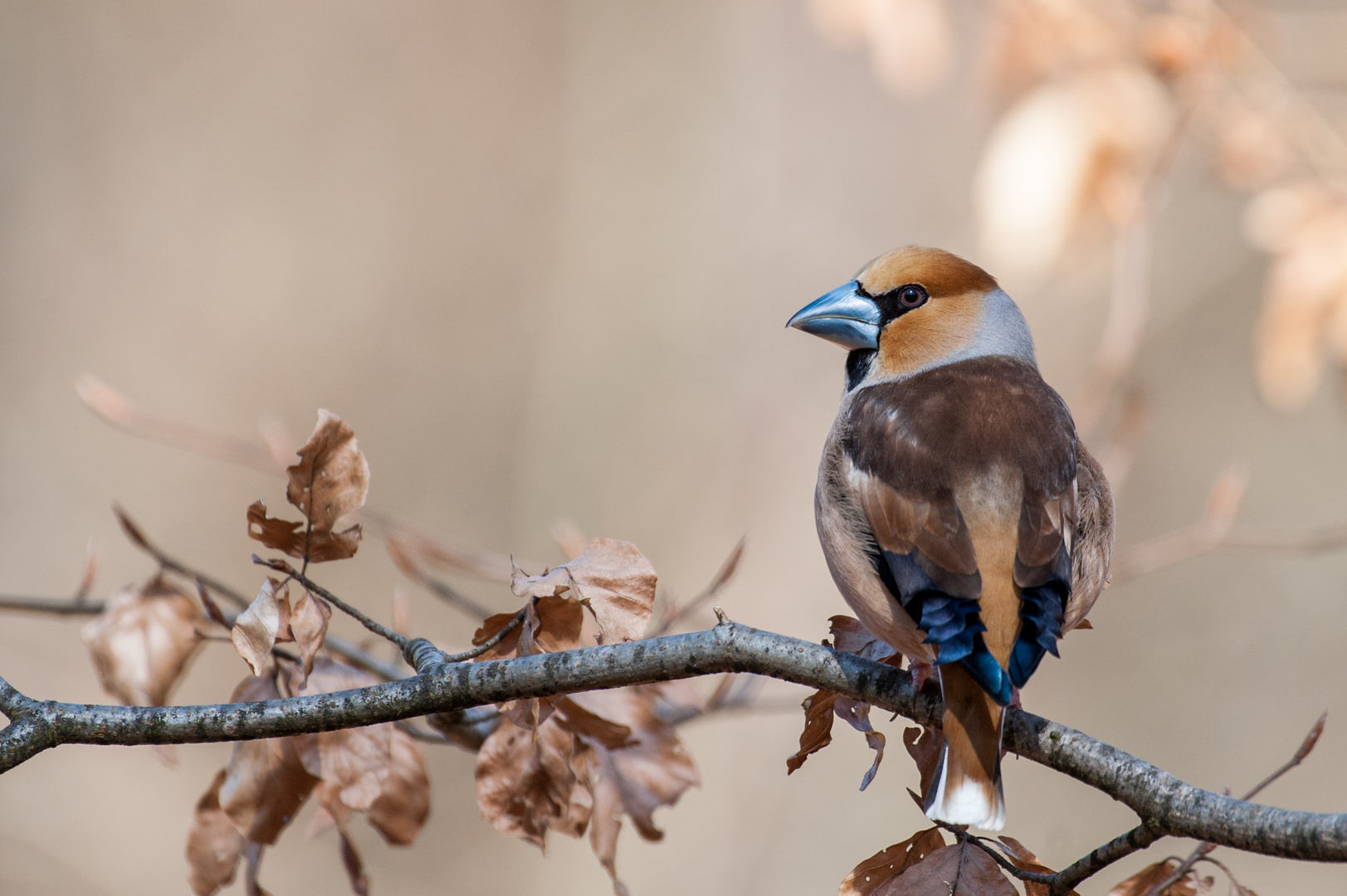 Kernbeißer (Coccothraustes coccothraustes)