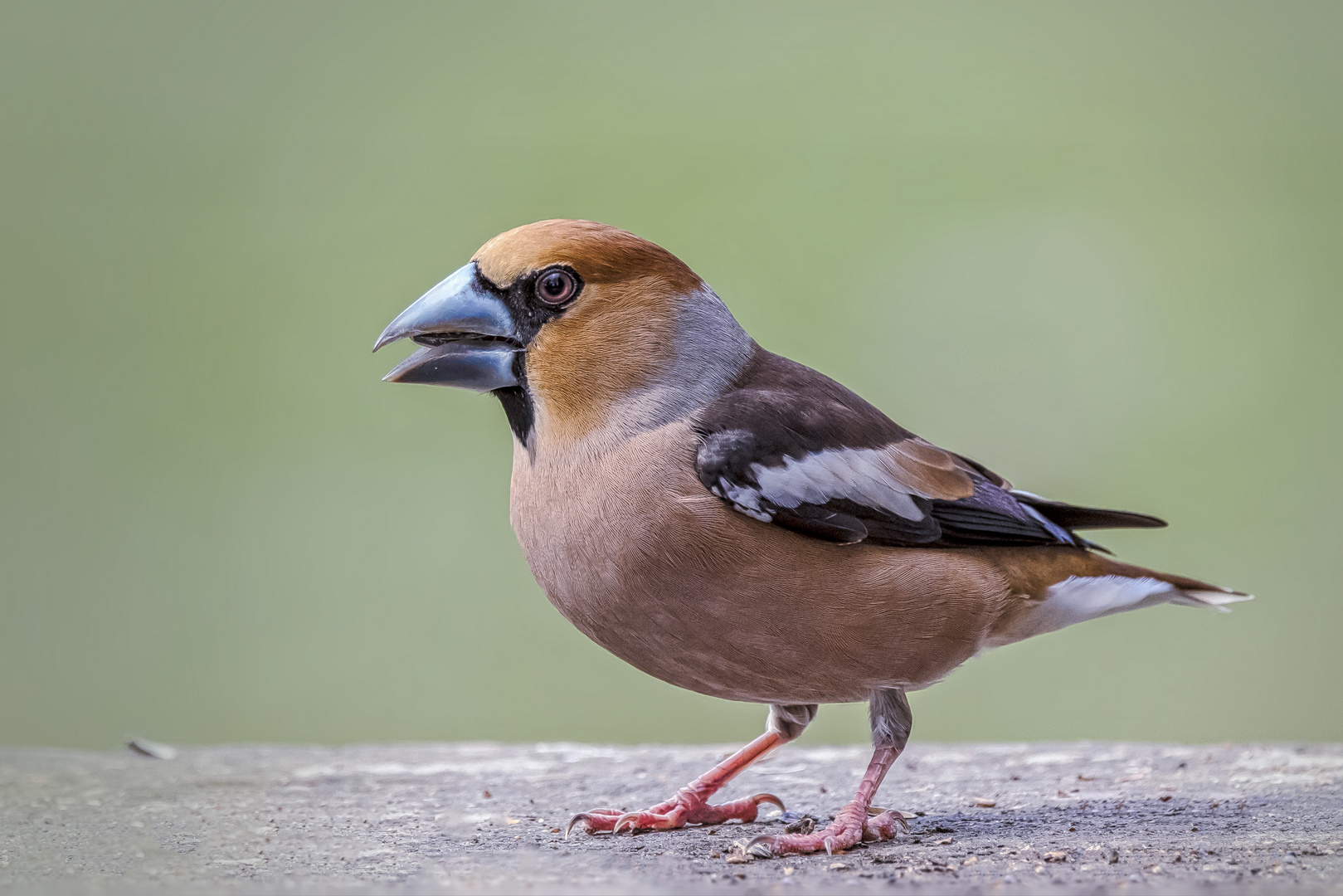   Kernbeißer (Coccothraustes coccothraustes)