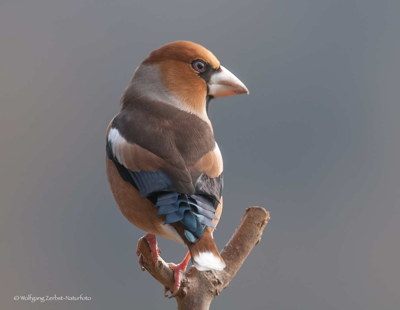 - Kernbeißer -  ( Coccothraustes coccothraustes )