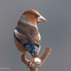 - Kernbeißer -  ( Coccothraustes coccothraustes )