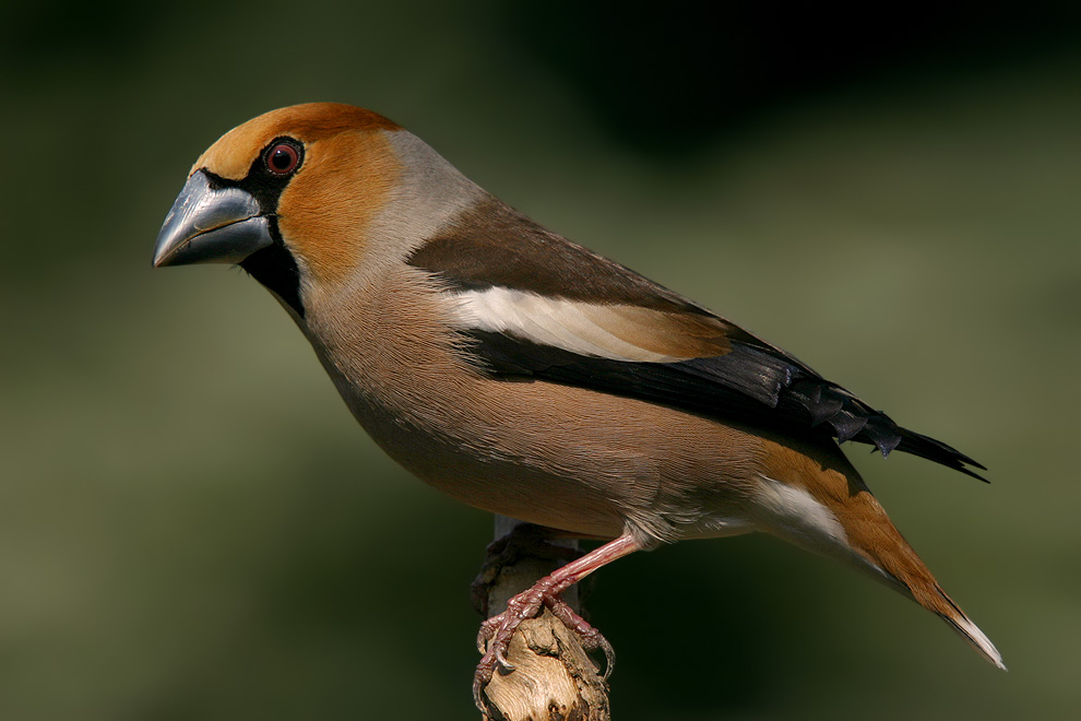 Kernbeisser (Coccothraustes coccothraustes)