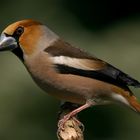 Kernbeisser (Coccothraustes coccothraustes)