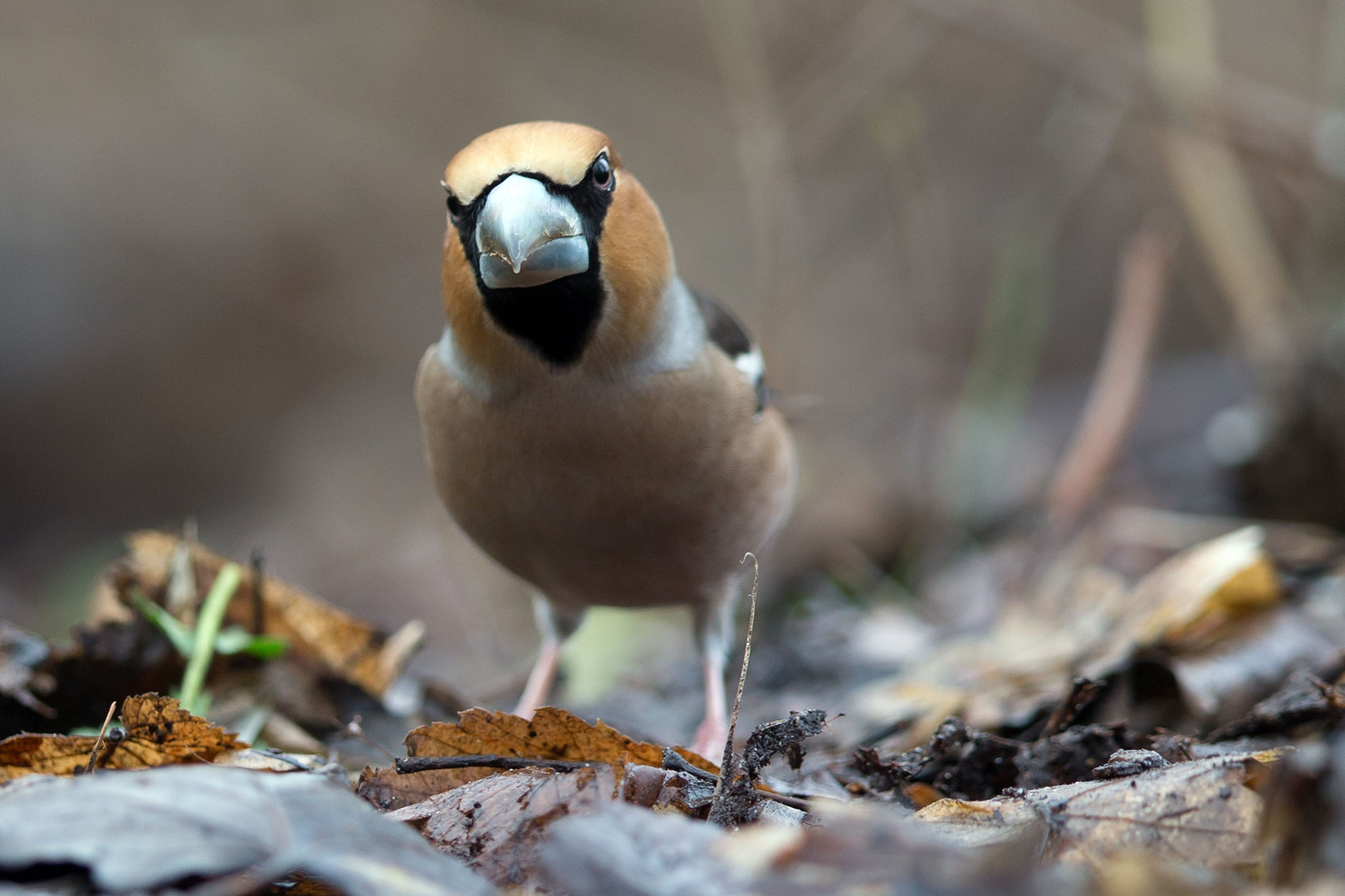 Kernbeißer   (Coccothraustes coccothraustes)