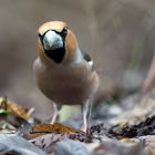 Kernbeißer   (Coccothraustes coccothraustes)