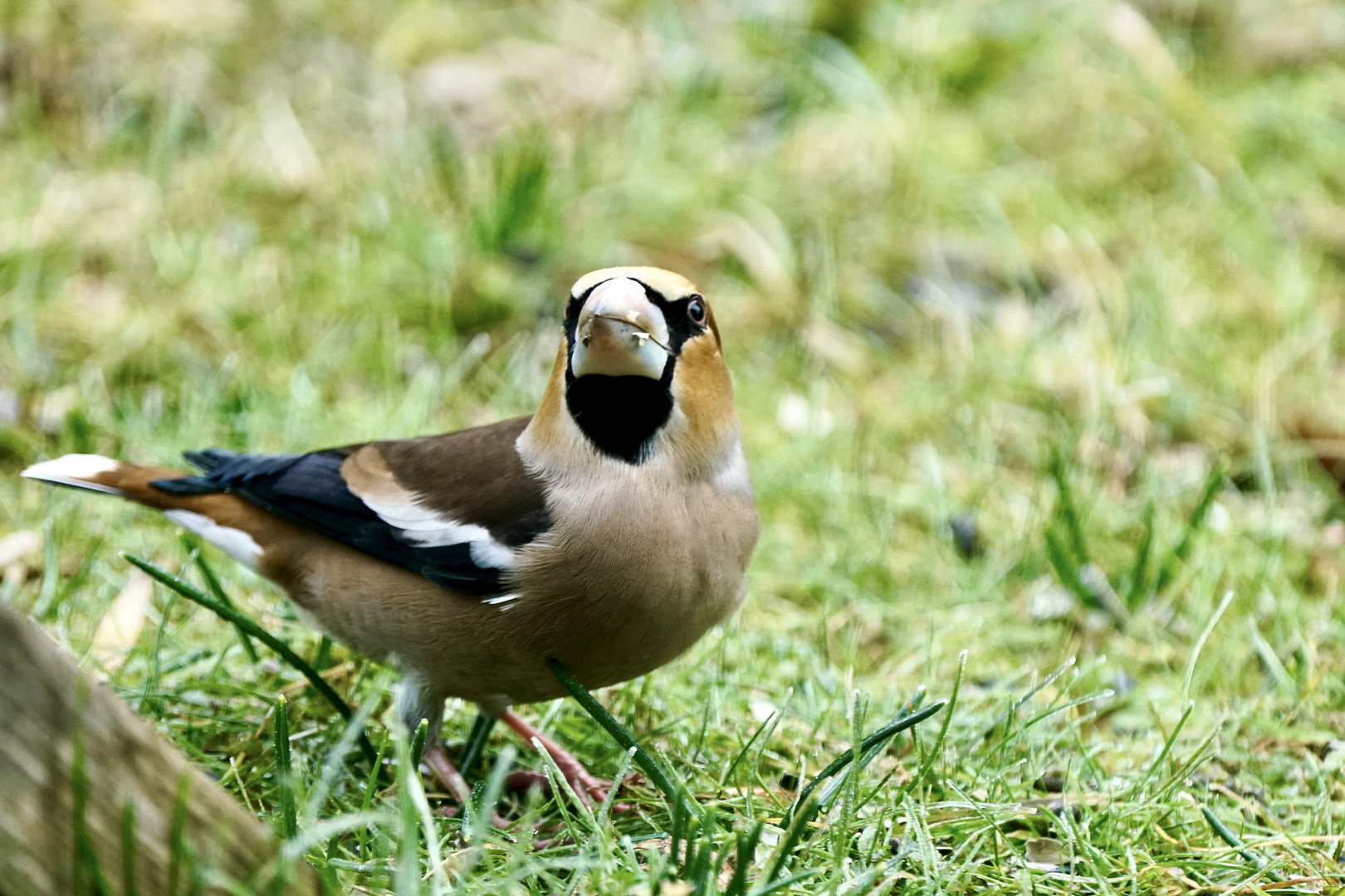 Kernbeißer (Coccothraustes coccothraustes)