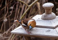 Kernbeißer (Coccothraustes coccothraustes) 