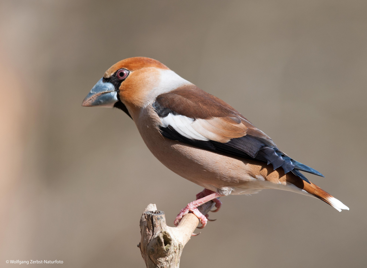 --- Kernbeißer ---            ( Coccothraustes coccothraustes )