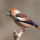 --- Kernbeißer ---            ( Coccothraustes coccothraustes )