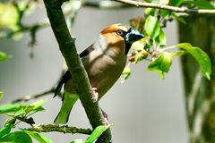 Kernbeißer (Coccothraustes coccothraustes)