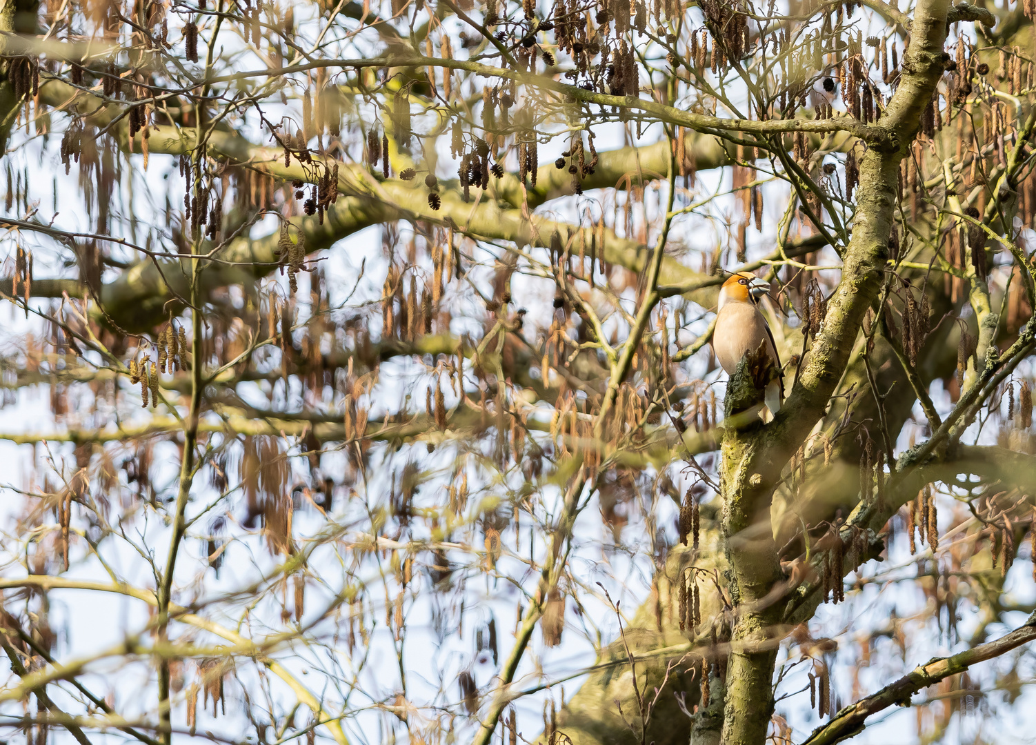 Kernbeißer (Coccothraustes coccothraustes)