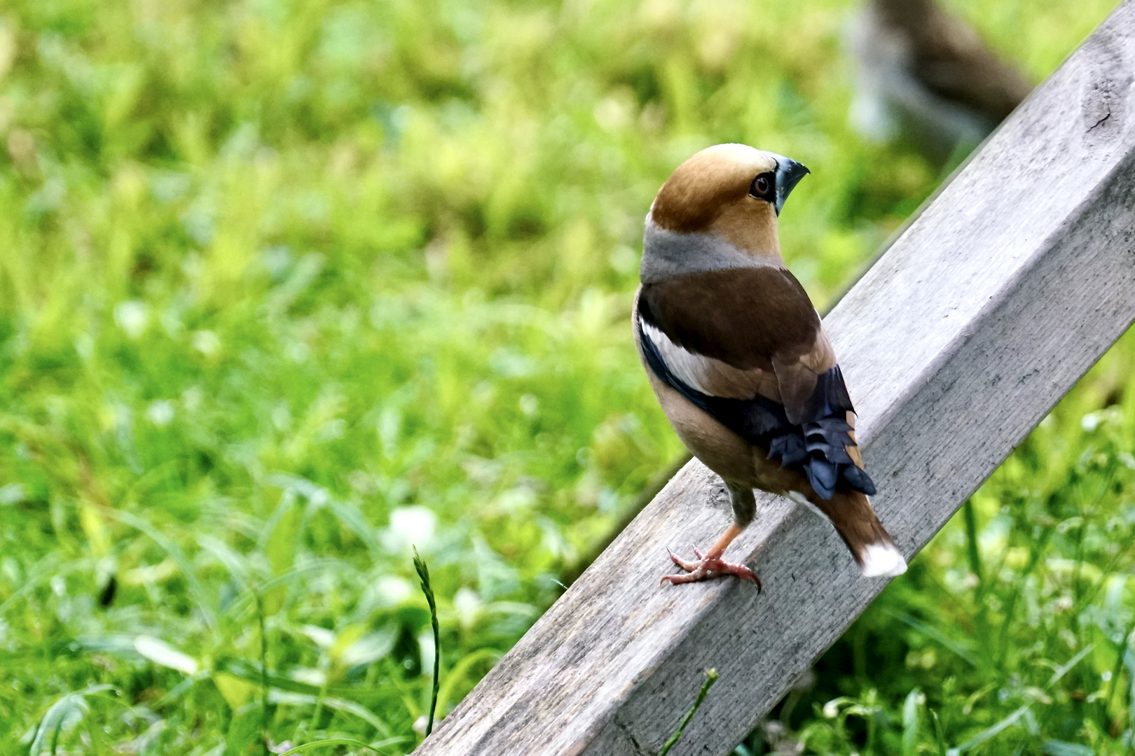 Kernbeißer (Coccothraustes coccothraustes)