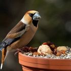 Kernbeißer  (Coccothraustes coccothraustes) - Finkenkönig 