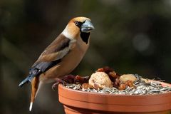 Kernbeißer  (Coccothraustes coccothraustes) - Finkenkönig 