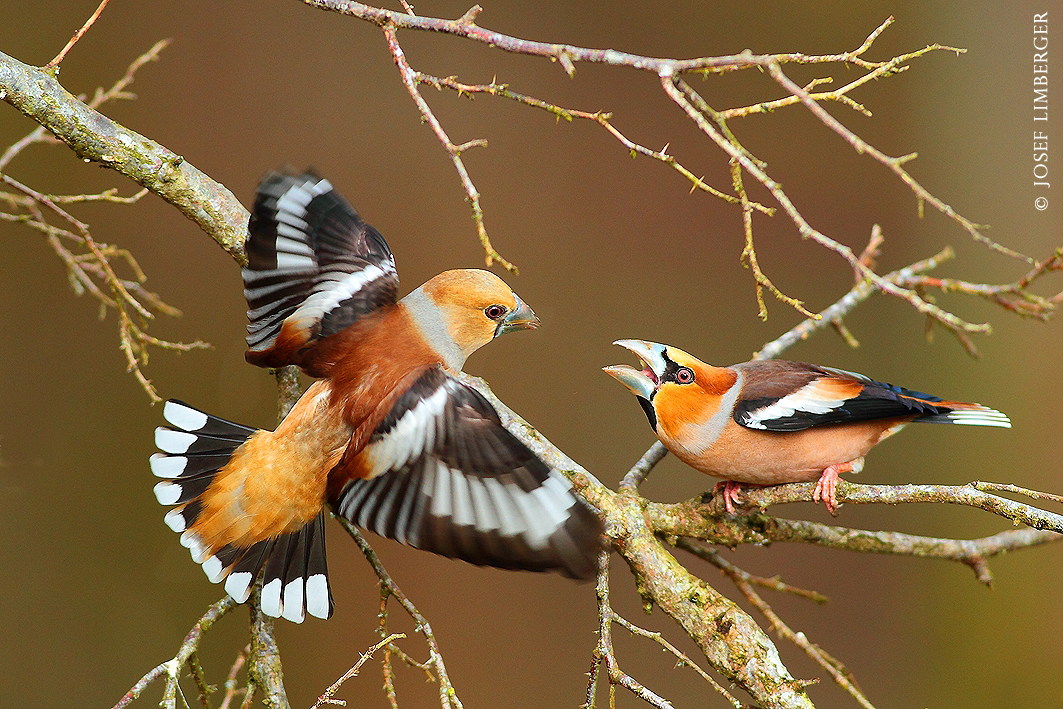  Kernbeißer (Coccothraustes coccothraustes)  kämpfend