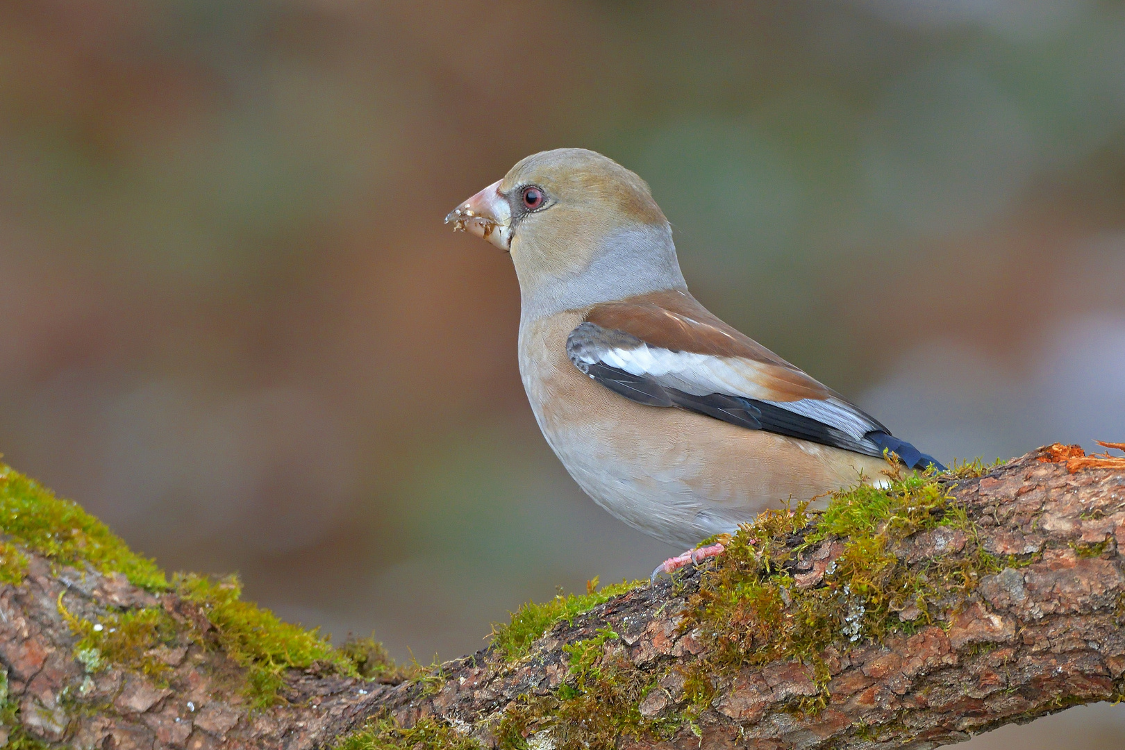 Kernbeißer - Coccothraustes coccothraustes - oder auch Finkenkönig