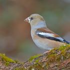 Kernbeißer - Coccothraustes coccothraustes - oder auch Finkenkönig