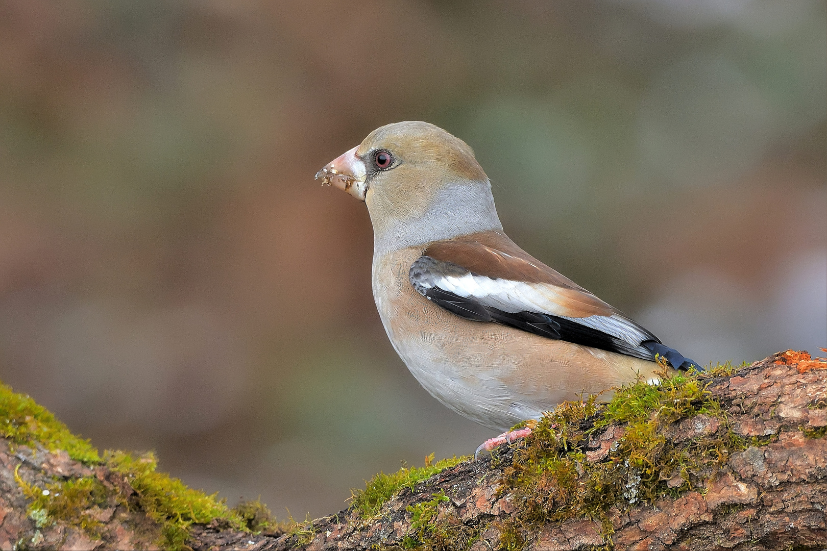 Kernbeißer (Coccothraustes coccothraustes) Weibchen