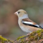 Kernbeißer (Coccothraustes coccothraustes) Weibchen