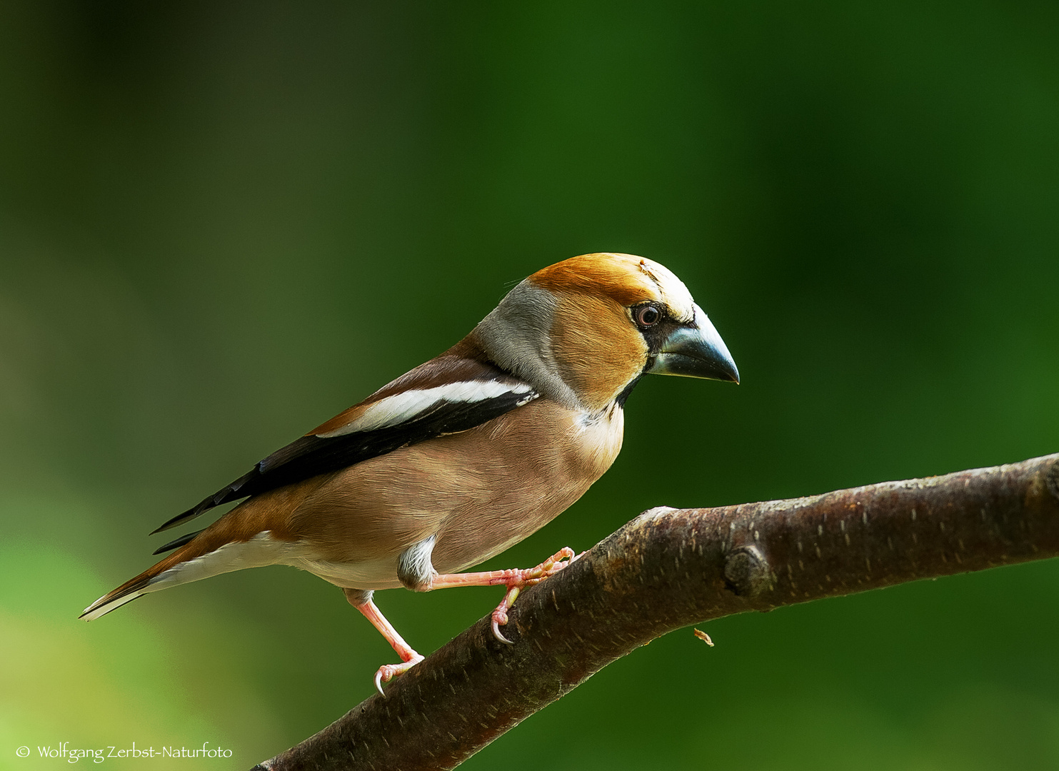 - KERNBEIßER - ( Coccothraustes coccothrautes )