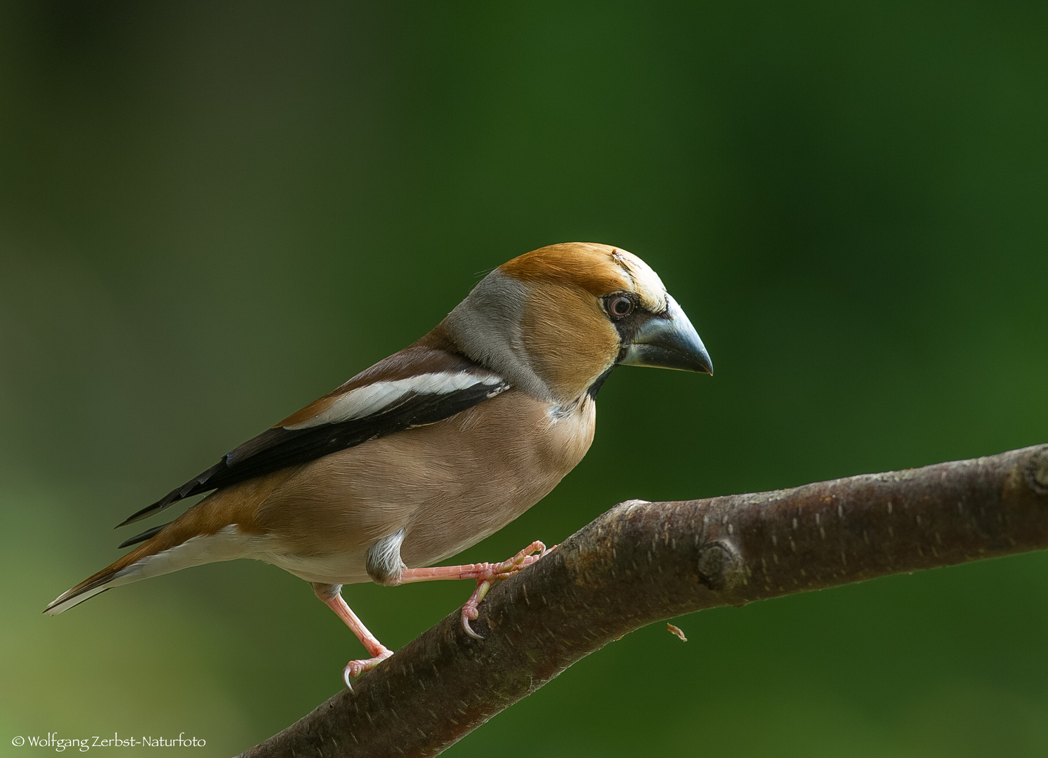 " Kernbeißer " (Coccothraustes cocothraustes )