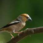 " Kernbeißer " (Coccothraustes cocothraustes )