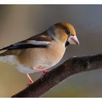 ---- Kernbeißer-Dame ---- ( Coccothraustes coccothraustes )