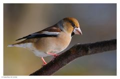 ---- Kernbeißer-Dame ---- ( Coccothraustes coccothraustes )