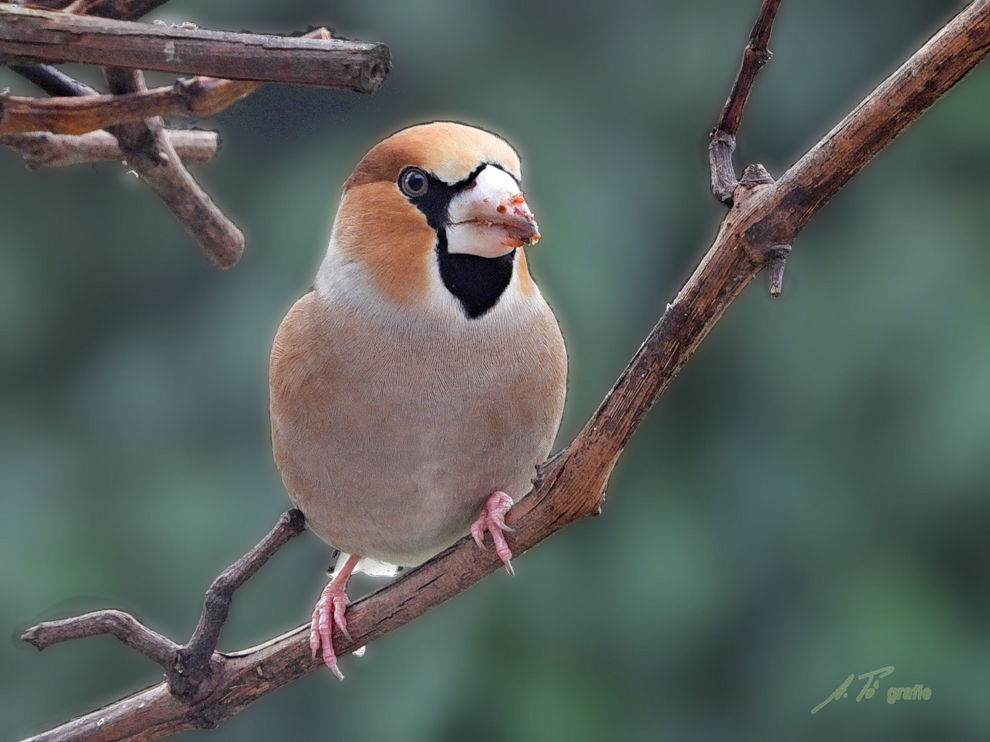 Kernbeisser - Hawfinch