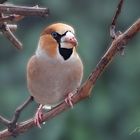 Kernbeisser - Hawfinch