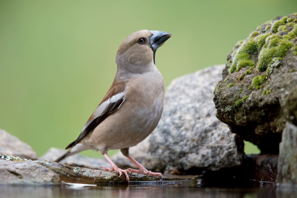 Kernbeisser / Hawfinch