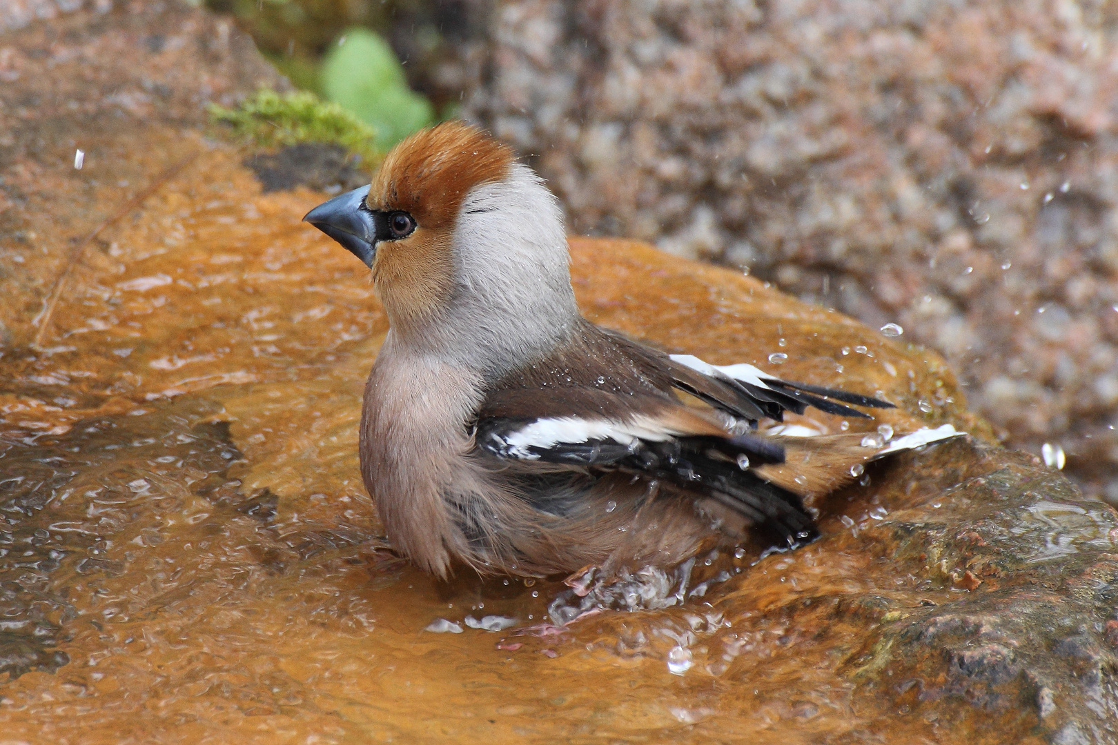 Kernbeißer/ hawfinch beim Wochenendbad