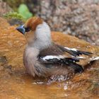 Kernbeißer/ hawfinch beim Wochenendbad