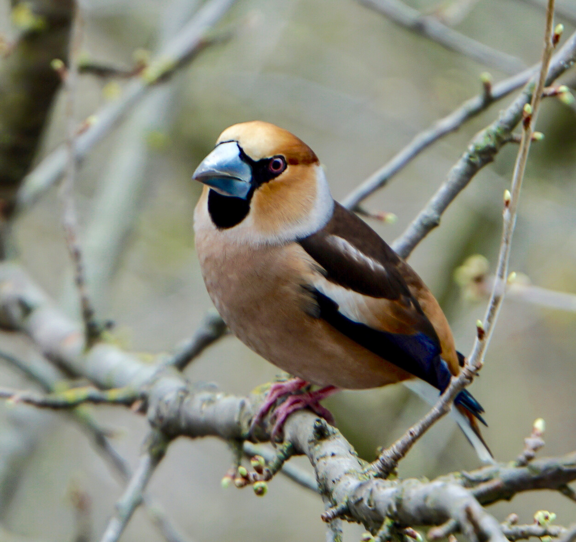 Kernbeisser im Baum ohne Blüten