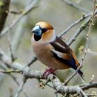 Kernbeisser im Baum ohne Blüten