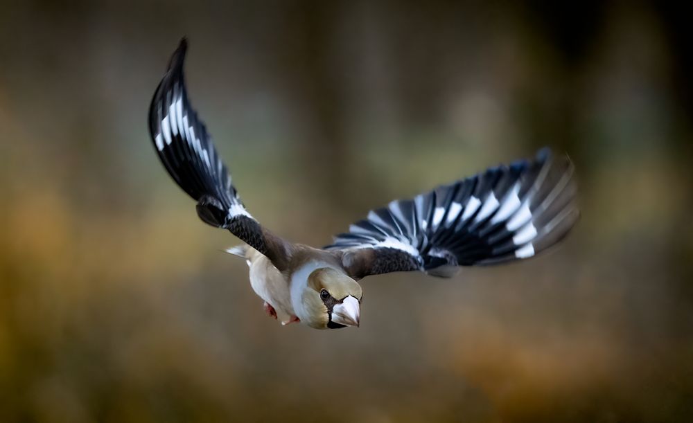 Kernbeißer im Flug