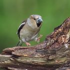 Kernbeisser im Landanflug