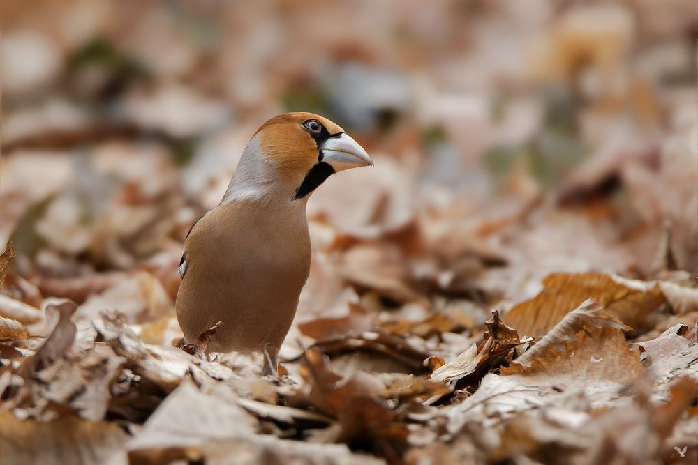 Kernbeißer im Laub (Coccothraustes coccothraustes) ...