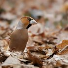 Kernbeißer im Laub (Coccothraustes coccothraustes) ...