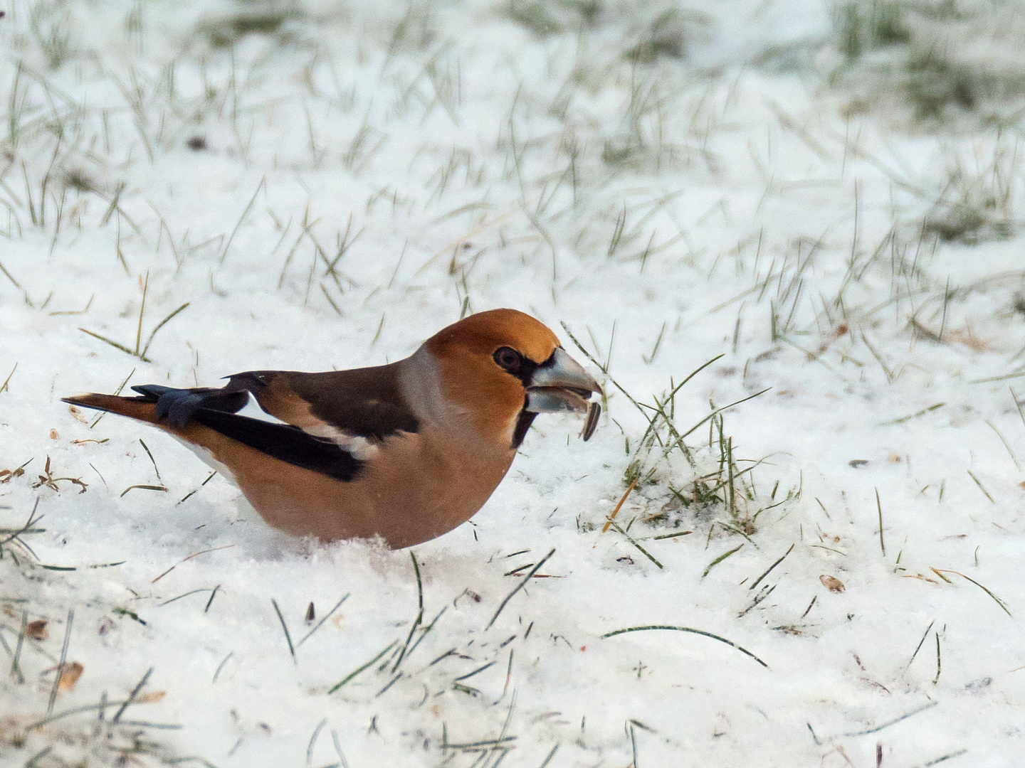 Kernbeisser im Schnee