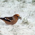 Kernbeisser im Schnee