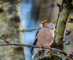 Kernbeisser in der Wintersonne