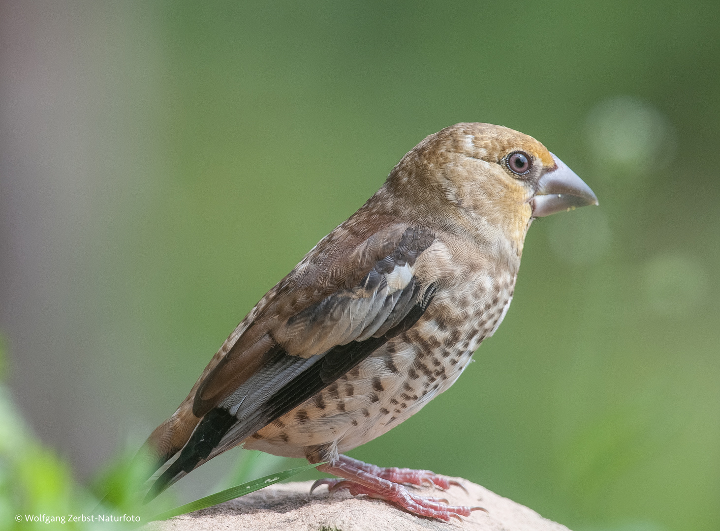 --- Kernbeißer- Jungvogel--- 