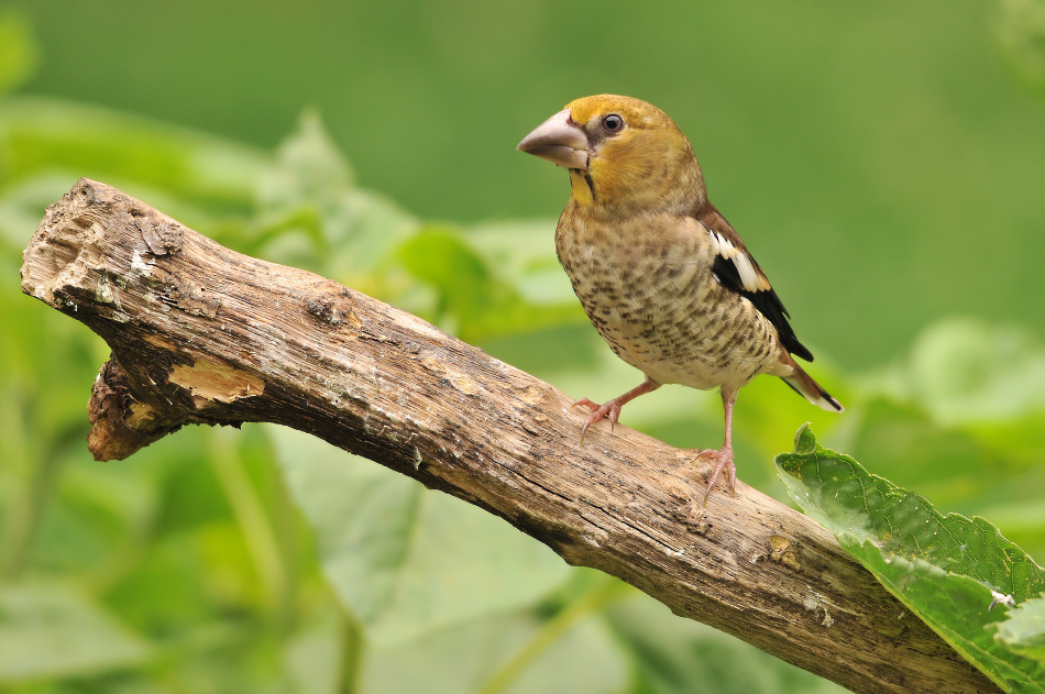 Kernbeißer Jungvogel