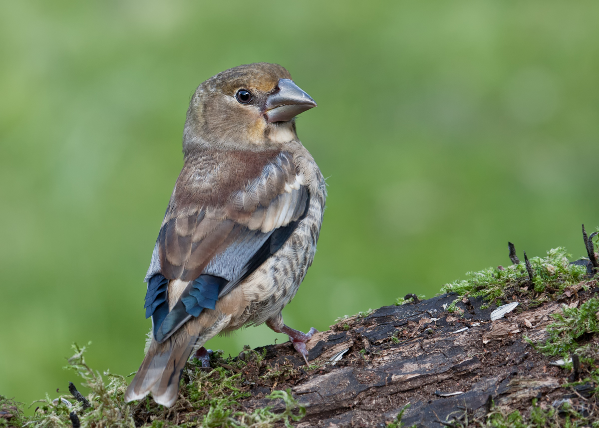 Kernbeisser Jungvogel